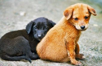 Севлиевската община насърчава местните жители да се погрижат за безстопанствени кучета