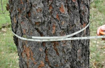 Деца от Габрово и Севлиево станаха лесовъди за един ден в местността Лъгът