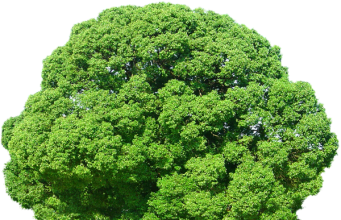 Проект „Създаване на социално предприятие за озеленяване и благоустройство в Община Севлиево”