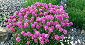 Над 3500 цветя засажда Община Севлиево